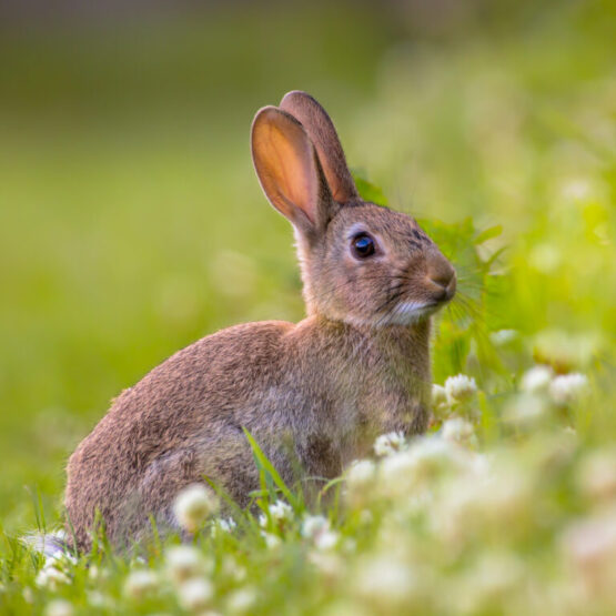 Professional Shooter rabbit