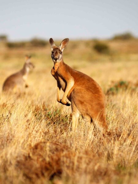 Red Kangaroo pest control